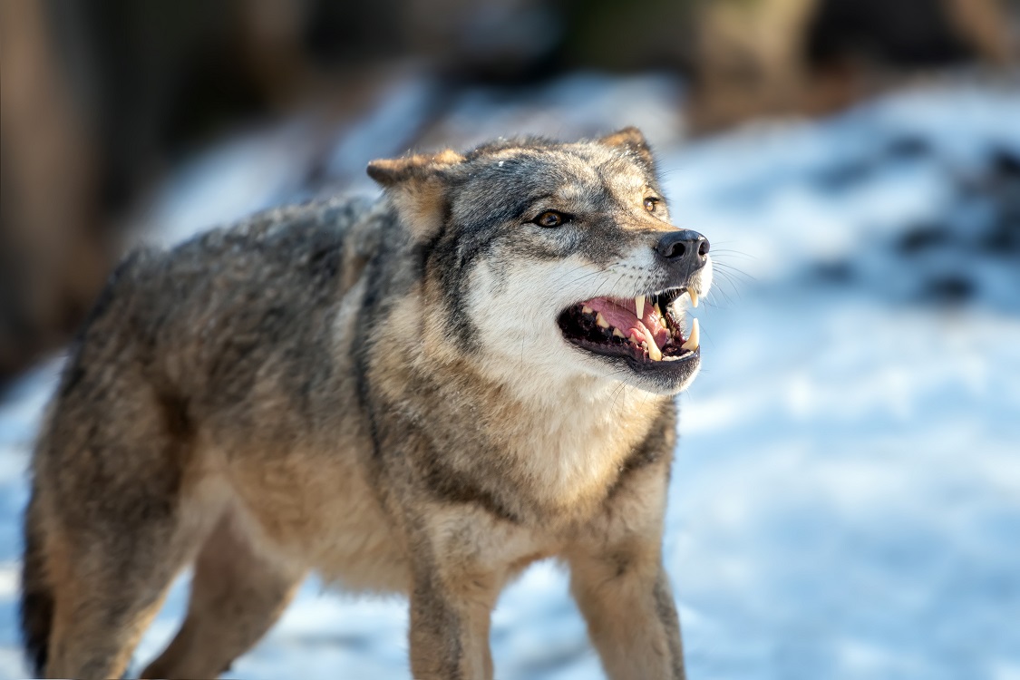 Wolf standing in snow